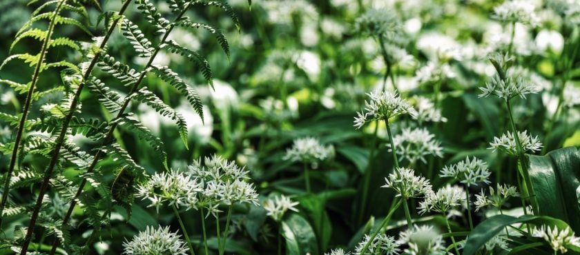 Die Flora im Weserbergland für das eigene Heim