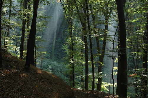 Die Tierwelt am Weserbergland