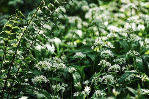 Die Flora im Weserbergland für das eigene Heim
